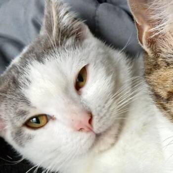 Domestic Short Hair Cats Available for Adoption - Saint | PetCurious