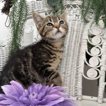 Lambda Lion 56205 -  Domestic Short Hair Cat for Adoption in Eaton Rapids, Michigan - Lambda Lion 56205 | PetCurious