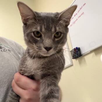 Dave -  Domestic Short Hair Cat for Adoption in Las Vegas, Nevada - Dave | PetCurious