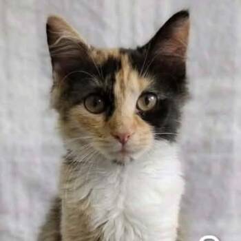 Snookie -  Calico Cat for Adoption in Wyandotte, Michigan - Snookie | PetCurious