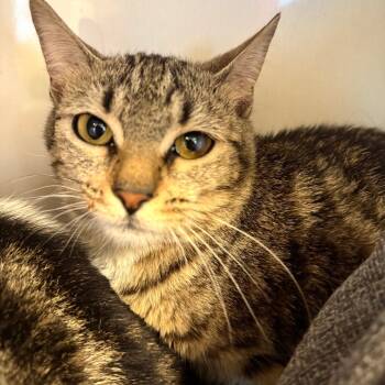 Rescue Domestic Short Hair Cats for Adoption in Wheeling, Illinois - Travis | PetCurious