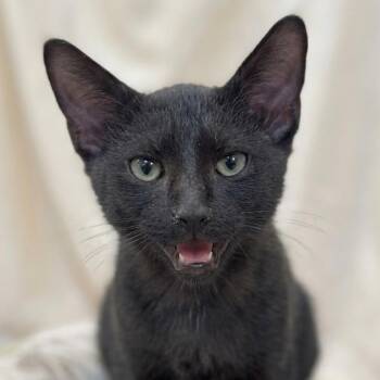 Domestic Short Hair Cats Available for Adoption in Houston, Texas - Cayenne | PetCurious