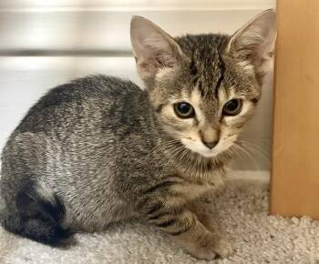 Pimento -  Tabby Cat for Adoption in Midland, Michigan - Pimento | PetCurious