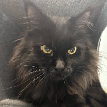 Fortune -  Maine Coon and Domestic Short Hair Cat for Adoption in League City, Texas - Fortune | PetCurious