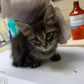 Mars 26-09-134 -  Domestic Short Hair Cat for Adoption in Bastrop, Texas - Mars 26-09-134 | PetCurious