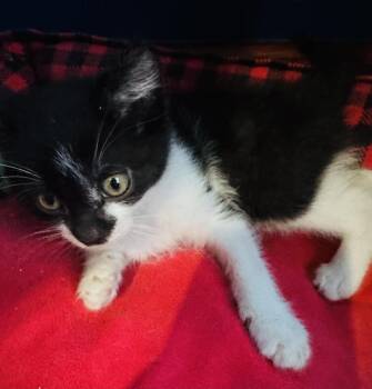 Custard -  Domestic Medium Hair Cat for Adoption - Custard | PetCurious