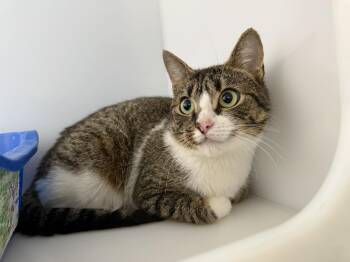 Domestic Short Hair Cats Available for Adoption - Paris | PetCurious