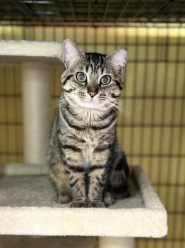 Stripes -  Domestic Short Hair Cat for Adoption in Temperance, Michigan - Stripes | PetCurious