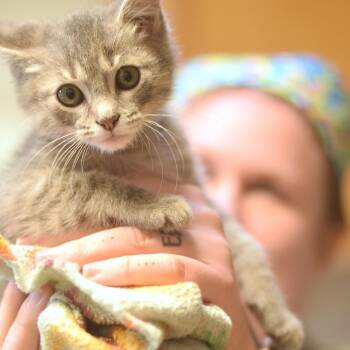 Stanley -  Domestic Short Hair Cat for Adoption in Belleville, Illinois - Stanley | PetCurious