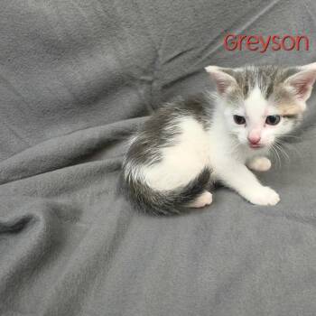 Greyson -  Domestic Short Hair Cat for Adoption in Parkersburg, West Virginia - Greyson | PetCurious