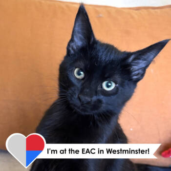 Rescue Domestic Short Hair Cats for Adoption in Fort Collins, Colorado - Zing | PetCurious