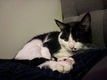 Domestic Short Hair Cats Available for Adoption - Arya | PetCurious