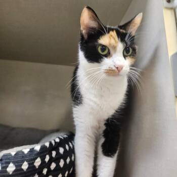 Cleo -  Domestic Short Hair Cat for Adoption in Conway, New Hampshire - Cleo | PetCurious