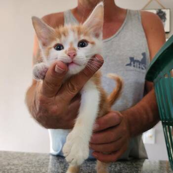 Max -  Domestic Short Hair Cat for Adoption in Centerville, Tennessee - Max | PetCurious