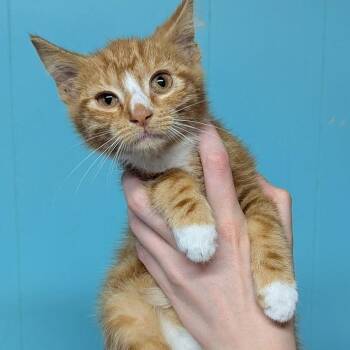 Ember -  Domestic Short Hair Cat for Adoption in Johnstown, Pennsylvania - Ember | PetCurious