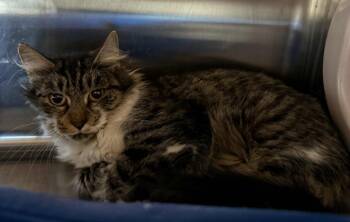 Rescue Domestic Medium Hair Cats for Adoption in Columbia, Tennessee - Sage | PetCurious