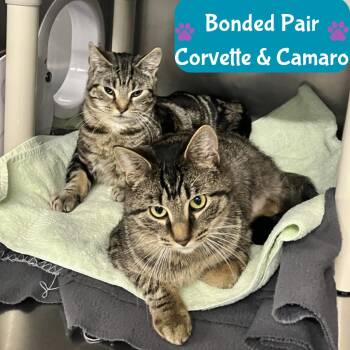 Domestic Short Hair Cats Available for Adoption in Mentor, Ohio - Goldey | PetCurious