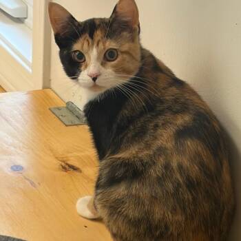 Crazy Ears -  Domestic Short Hair Cat for Adoption in Morristown, Vermont - Crazy Ears | PetCurious