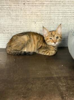 Stormi -  Tabby and Calico Cat for Adoption in Jurupa Valley, California - Stormi | PetCurious
