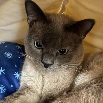 Siamese Cats Available for Adoption in Kanab, Utah - Clint Barton | PetCurious