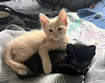 Kenny -  Domestic Short Hair Cat for Adoption in Kansas City, Missouri - Kenny | PetCurious