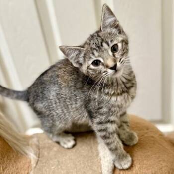 Rescue Tabby and Domestic Short Hair Cats for Adoption in Knoxville, Tennessee - Prell | PetCurious