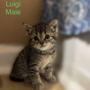Luigi -  Domestic Short Hair Cat for Adoption in Winchester, Virginia - Luigi | PetCurious