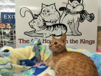 Rescue Tabby Cats for Adoption in Parlier, California - Goldie | PetCurious