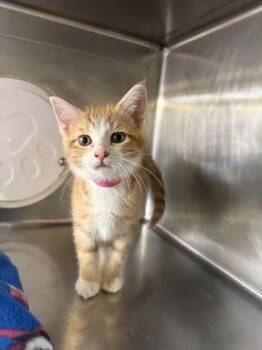 Tad -  Domestic Short Hair Cat for Adoption in Lafayette, Indiana - Tad | PetCurious