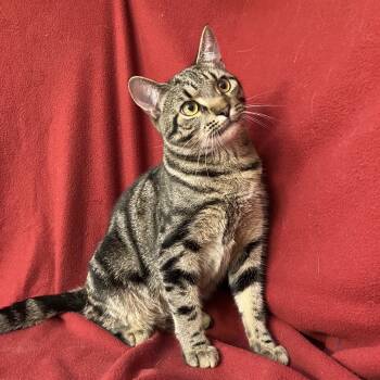 Rescue Domestic Short Hair Cats for Adoption in Merrifield, Virginia - Benny Heydt | PetCurious