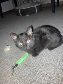 Domestic Short Hair Cats Available for Adoption - Magic | PetCurious