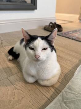 Domestic Short Hair Cats Available for Adoption - Rebecca | PetCurious