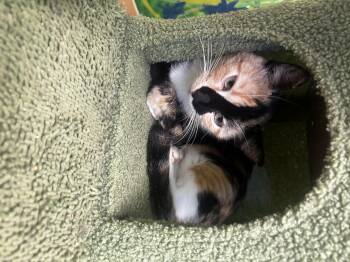 Rescue Domestic Short Hair Cats for Adoption in Towanda, Pennsylvania - Lola | PetCurious