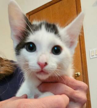 Isha -  Domestic Short Hair Cat for Adoption in Kennewick, Washington - Isha | PetCurious