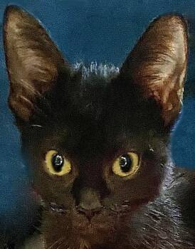 Chex -  Domestic Short Hair Cat for Adoption in Mansfield, Ohio - Chex | PetCurious