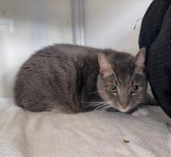 Casper -  Domestic Short Hair Cat for Adoption in Raleigh, North Carolina - Casper | PetCurious