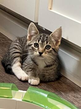 Charlie Girl -  Domestic Short Hair Cat for Adoption in Salinas, California - Charlie Girl | PetCurious