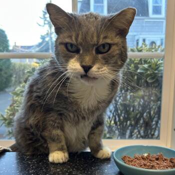 Domestic Short Hair Cats Available for Adoption in Oyster Bay, New York - Rocket | PetCurious