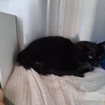 Domestic Long Hair Cats Available for Adoption in Cedaredge, Colorado - Mitzin | PetCurious