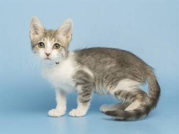 KIWI -  Domestic Short Hair Cat for Adoption in Phoenix, Arizona - KIWI | PetCurious