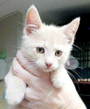 Rescue Domestic Short Hair Cats for Adoption in Bulverde, Texas - Nutter Butter | PetCurious