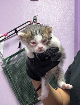 60991578 -  Domestic Short Hair Cat for Adoption in El Paso, Texas - 60991578 | PetCurious