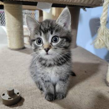 Rescue American Shorthair Cats for Adoption in Wadena, Minnesota - Sol | PetCurious