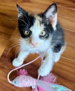 Warm Sunshine, Summer Fun BONDED -  Domestic Short Hair and Calico Cat for Adoption in Homestead, Florida - Warm Sunshine, Summer Fun BONDED | PetCurious