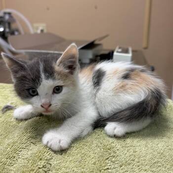 Bonus Child -  Domestic Short Hair Cat for Adoption in Naperville, Illinois - Bonus Child | PetCurious