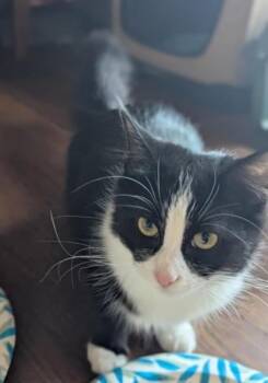 Domestic Long Hair Cats Available for Adoption - Bailey | PetCurious
