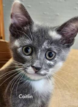 Rescue Dilute Calico and Domestic Short Hair Cats for Adoption in Tulsa, Oklahoma - Caitlin | PetCurious