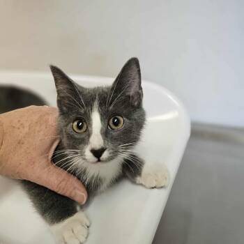 Rescue Domestic Short Hair Cats for Adoption in Eureka, California - Dale | PetCurious