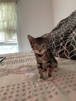 Micky -  Domestic Short Hair Cat for Adoption in Ogden, Utah - Micky | PetCurious