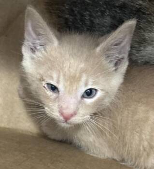 Domestic Short Hair Cats Available for Adoption in Dallas, Texas - PHOENIX | PetCurious